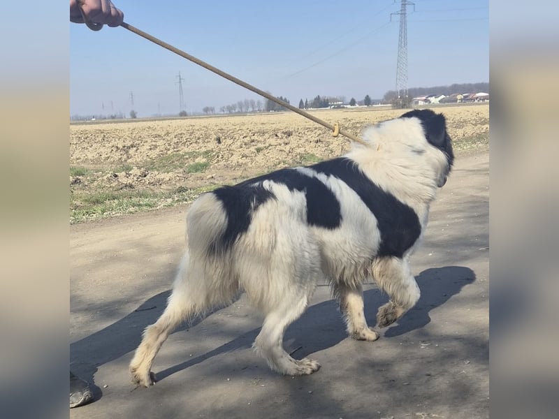 Melly ein Traumwesen