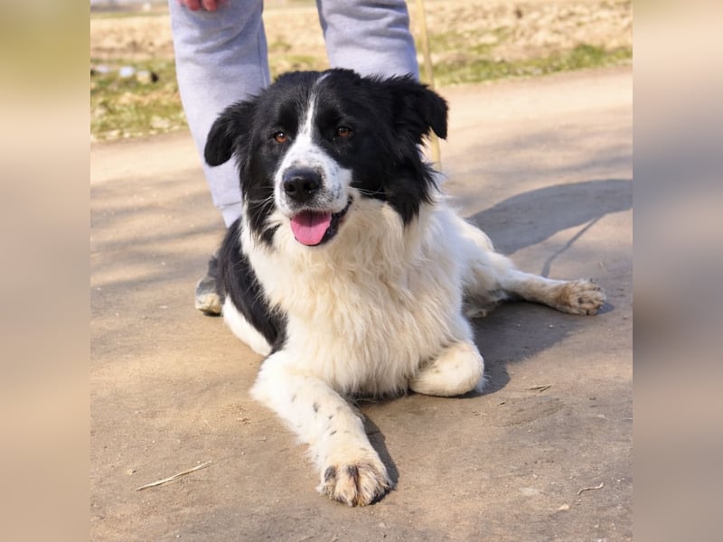 Melly ein Traumwesen