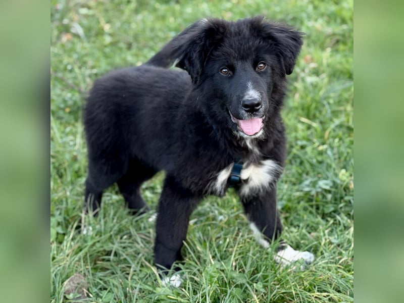 Minja ein braver Welpenbub