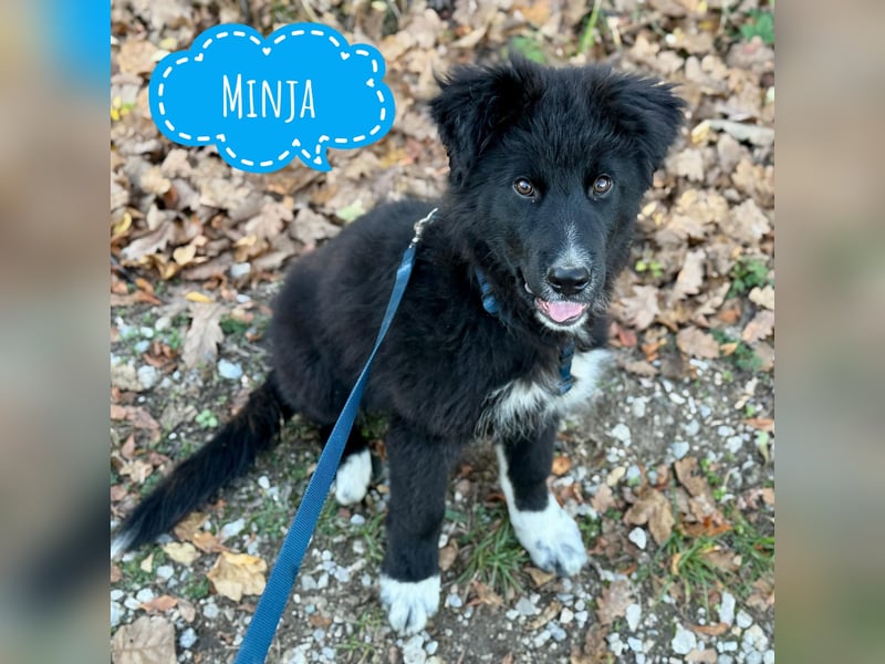 Minja ein braver Welpenbub