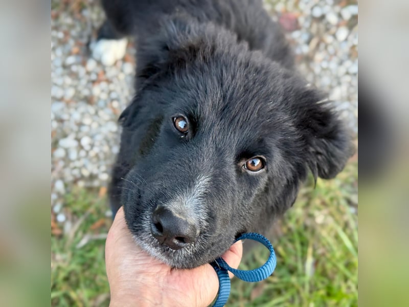 Minja ein braver Welpenbub