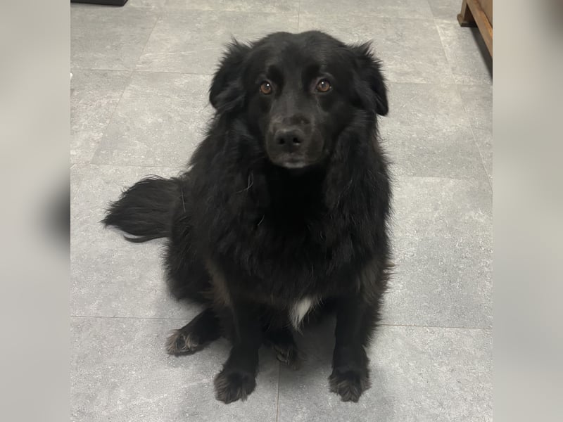 Lika eine schwarze Perle zum lieb haben