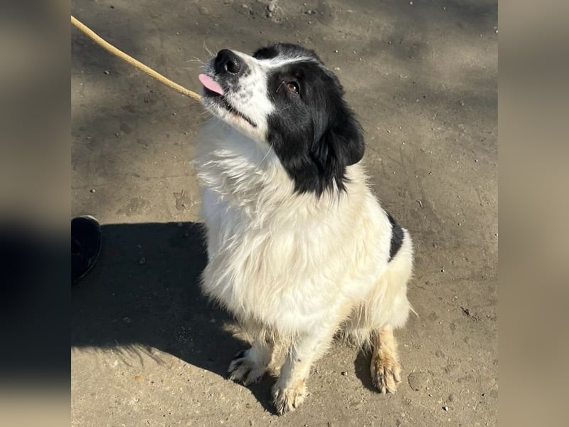 Melly ein Traumwesen