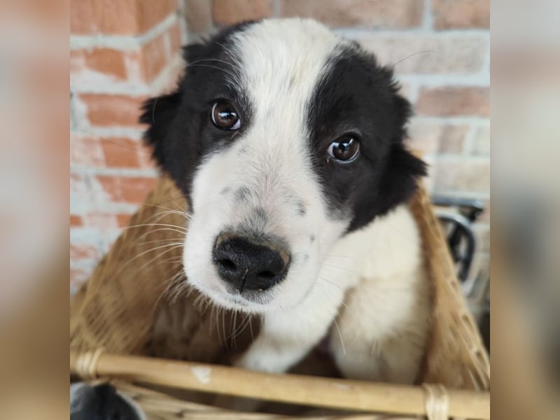 Kika ein kleines Schäfchen Kika ein kleines Schäfchen