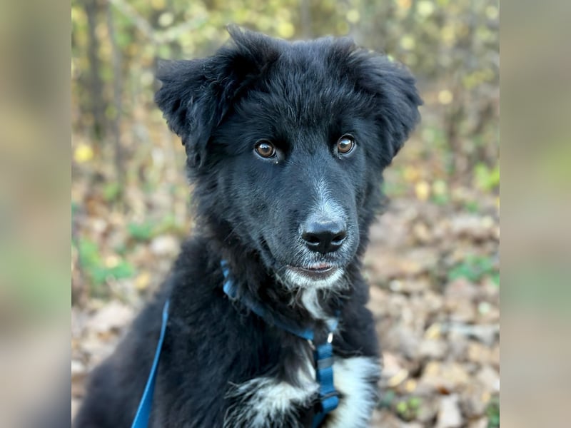 Minja ein braver Welpenbub