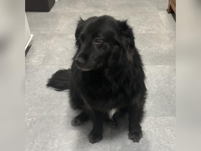 Lika eine schwarze Perle zum lieb haben