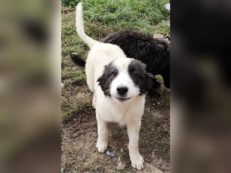 Kika ein kleines Schäfchen Kika ein kleines Schäfchen