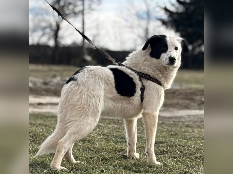 Puki eine gebrochene Seele