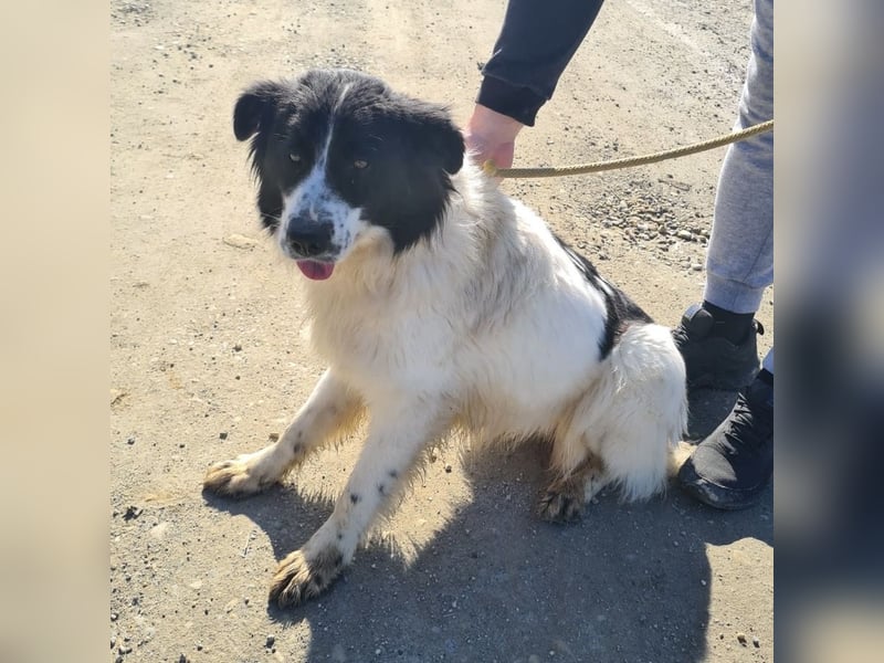 Melly ein Traumwesen