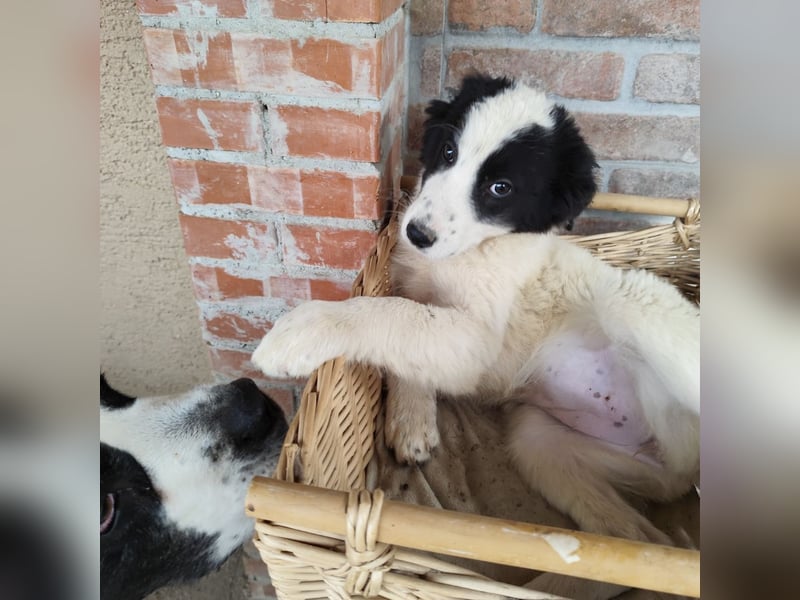 Kika ein kleines Schäfchen Kika ein kleines Schäfchen