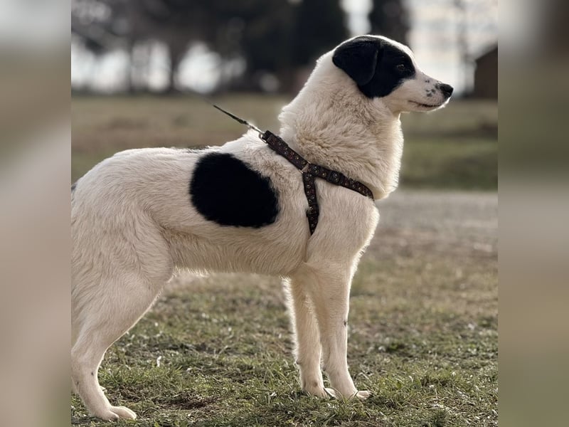 Puki eine gebrochene Seele