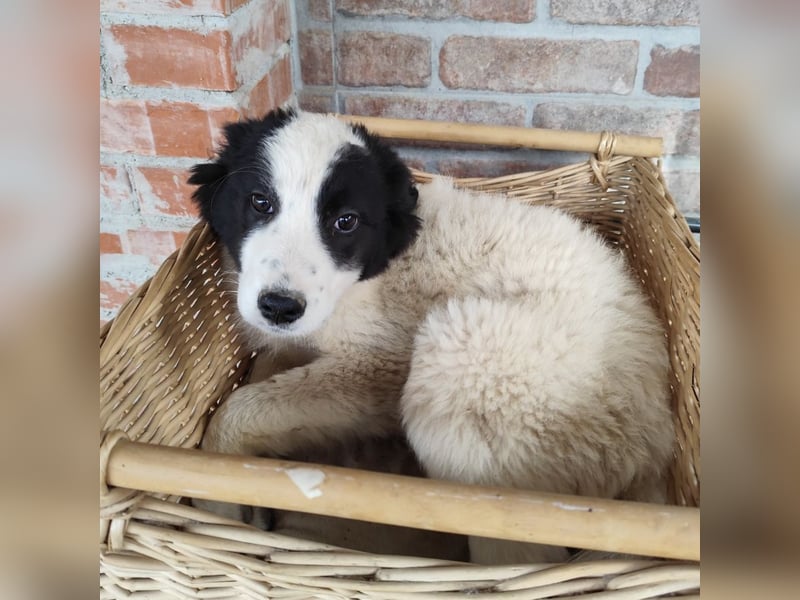 Kika ein kleines Schäfchen Kika ein kleines Schäfchen