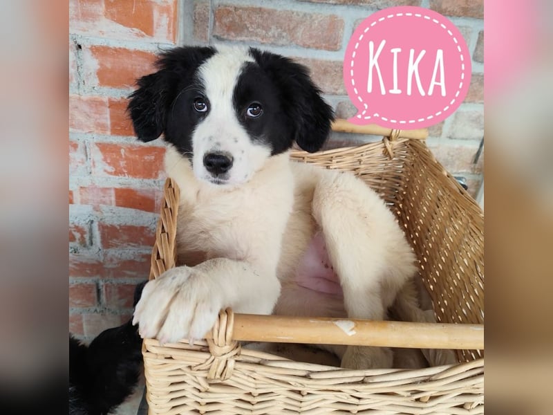 Kika ein kleines Schäfchen Kika ein kleines Schäfchen