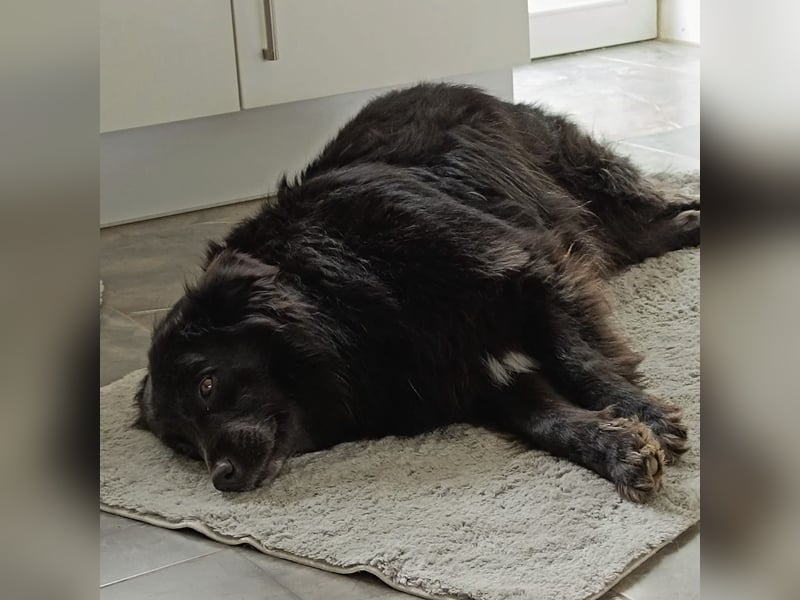 Lika eine schwarze Perle zum lieb haben