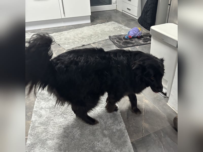 Lika eine schwarze Perle zum lieb haben