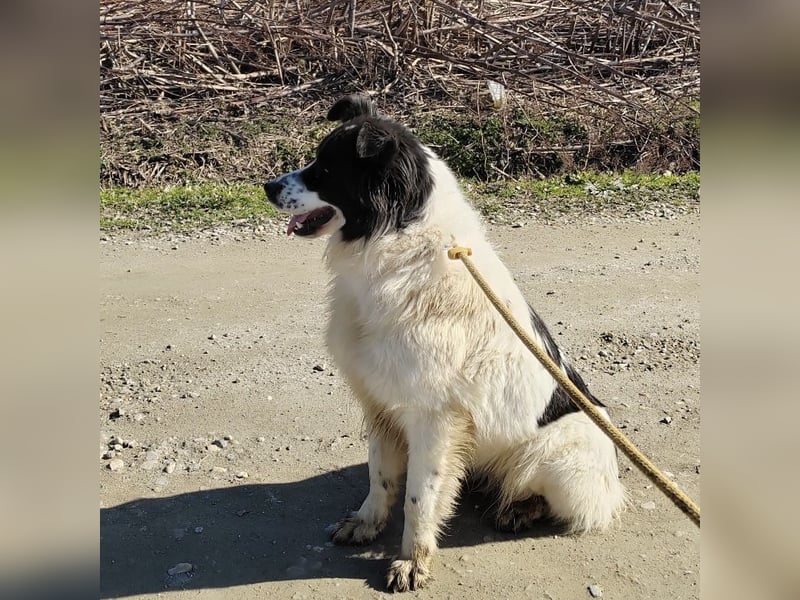 Melly ein Traumwesen