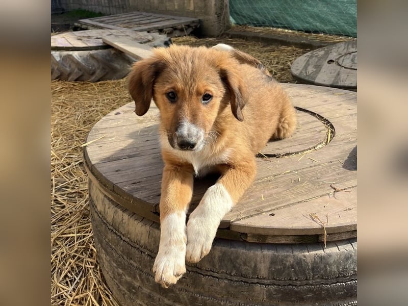 Rumi ein kleiner großer Schatz