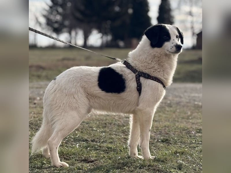 Puki eine gebrochene Seele