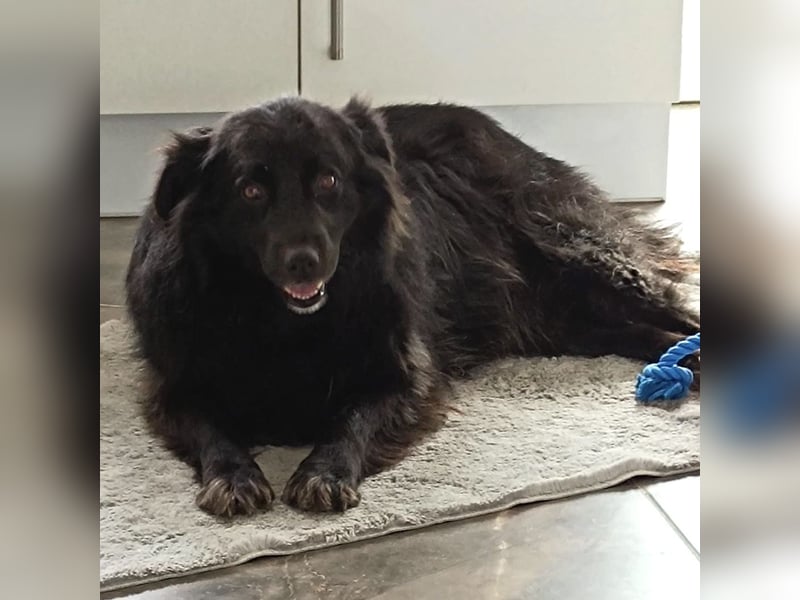 Lika eine schwarze Perle zum lieb haben