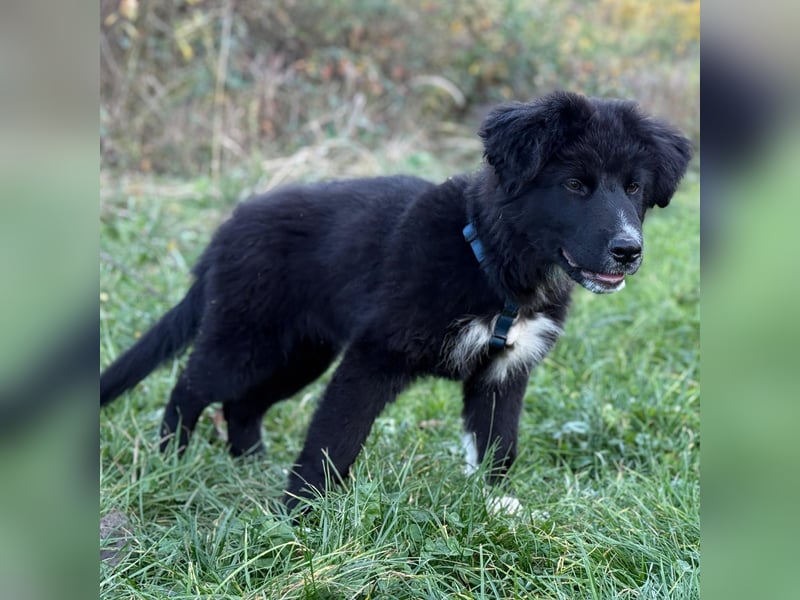 Minja ein braver Welpenbub