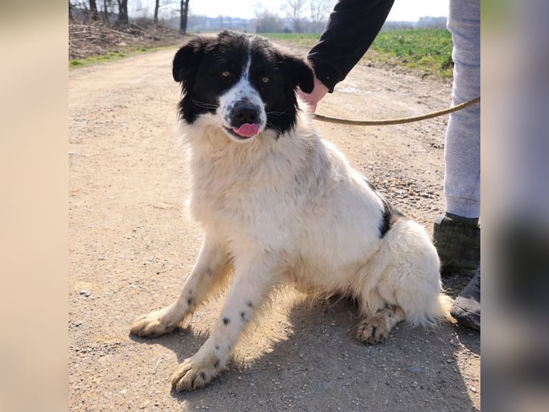 Melly ein Traumwesen