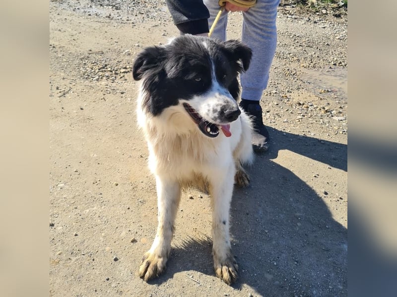 Melly ein Traumwesen