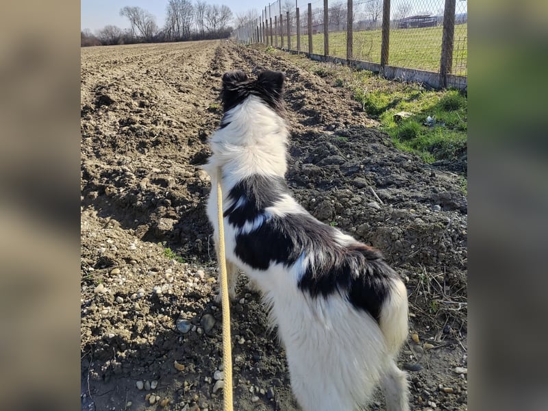 Melly ein Traumwesen