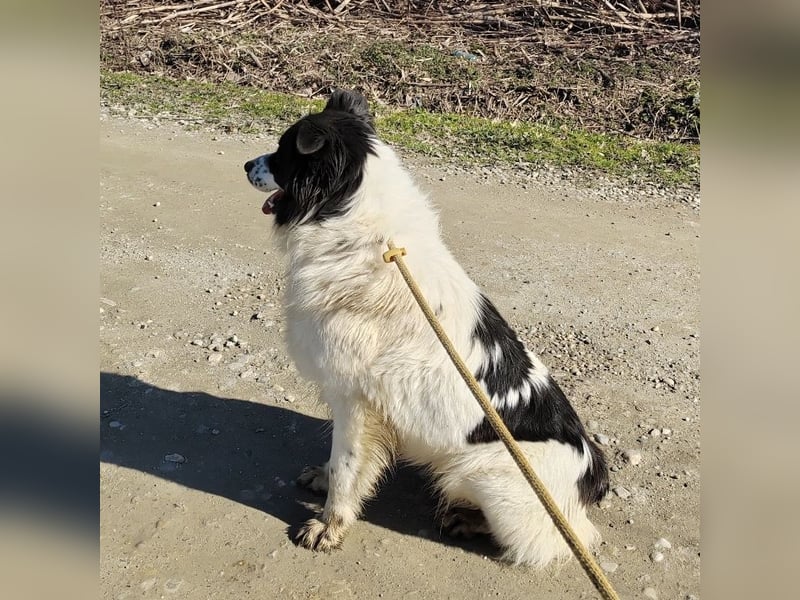 Melly ein Traumwesen