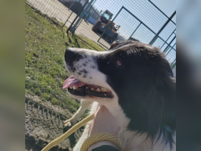 Melly ein Traumwesen