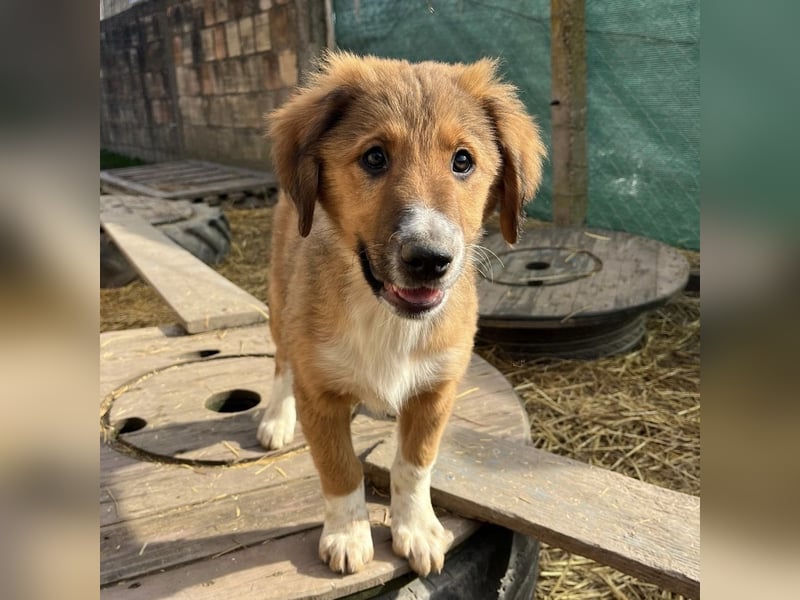 Rumi ein kleiner großer Schatz