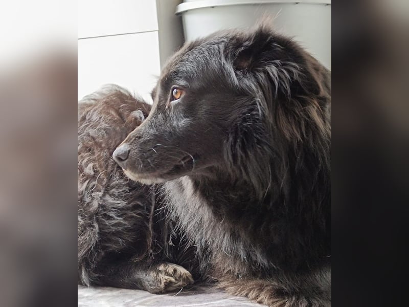 Lika eine schwarze Perle zum lieb haben