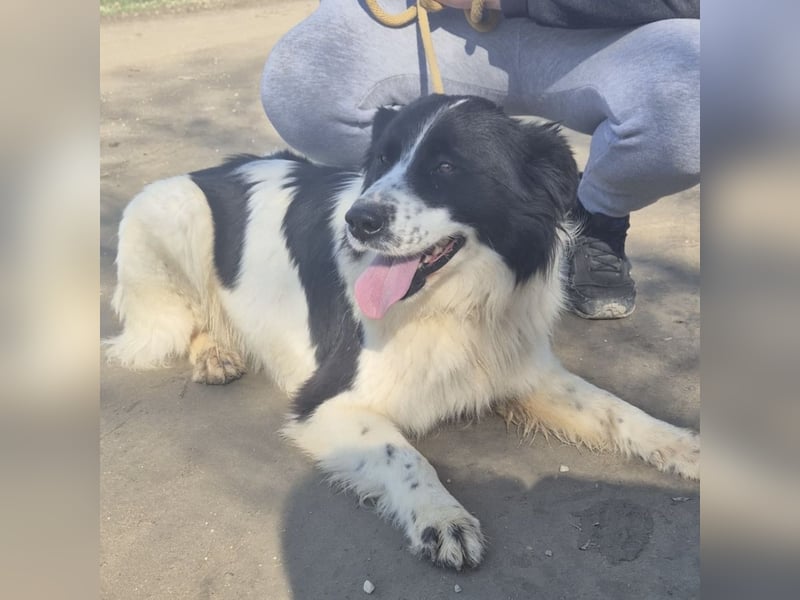 Melly ein Traumwesen