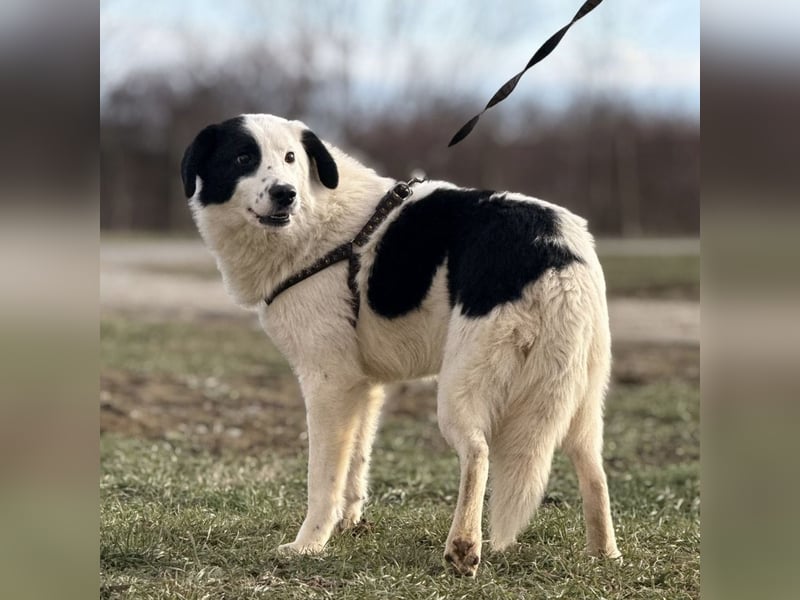 Puki eine gebrochene Seele