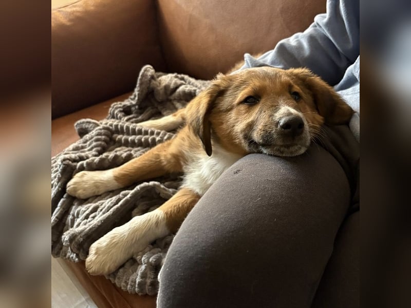 Rumi ein kleiner großer Schatz