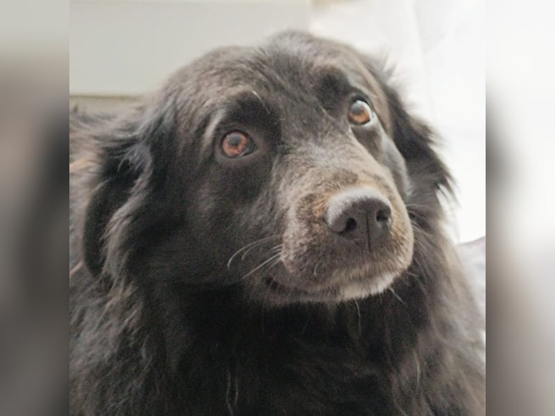 Lika eine schwarze Perle zum lieb haben