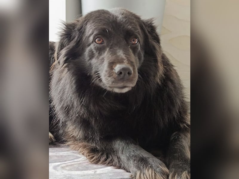 Lika eine schwarze Perle zum lieb haben