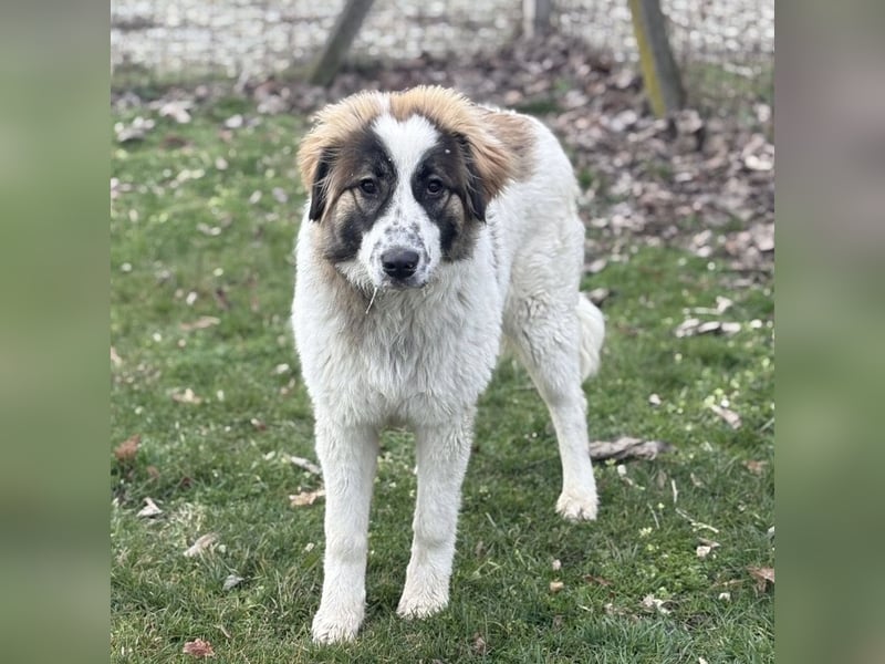 Lusi ein tolles Mädchen