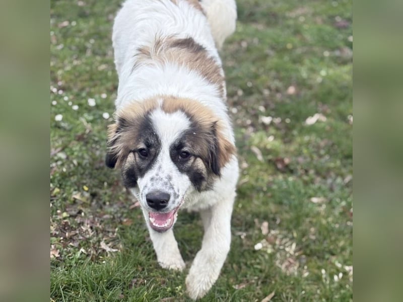 Lusi ein tolles Mädchen