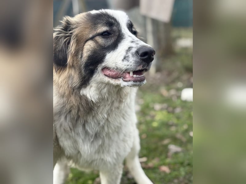 Lusi ein tolles Mädchen