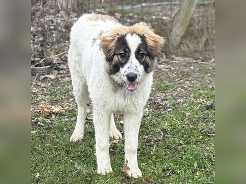 Lusi ein tolles Mädchen