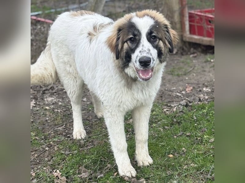 Lusi ein tolles Mädchen