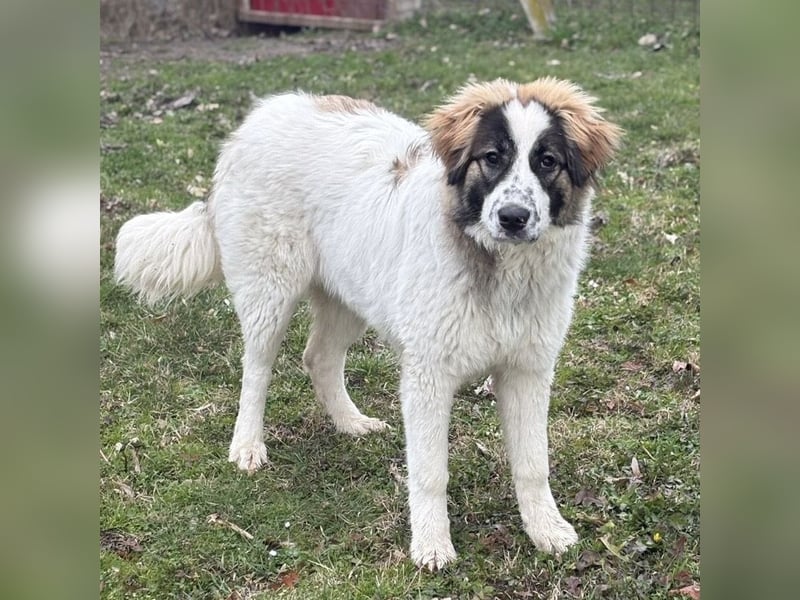 Lusi ein tolles Mädchen