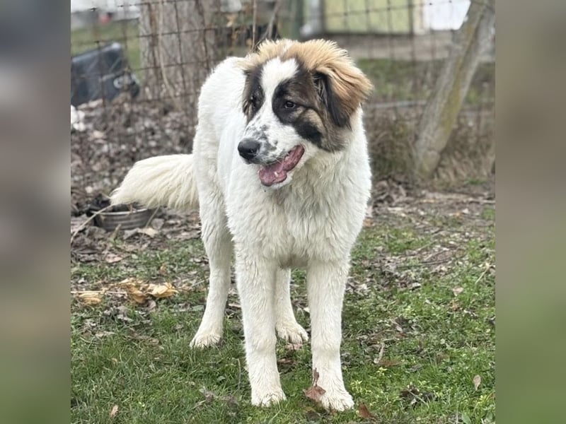 Lusi ein tolles Mädchen