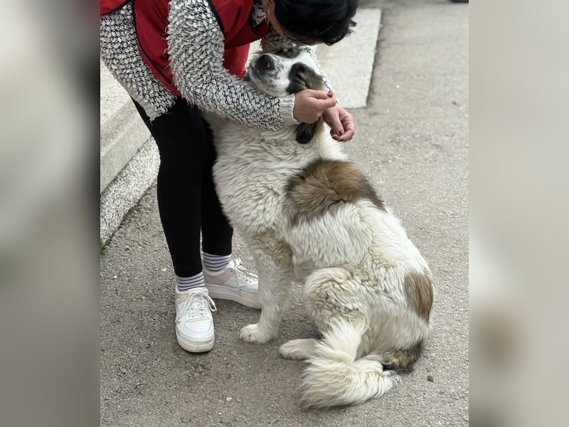 Lusi ein tolles Mädchen