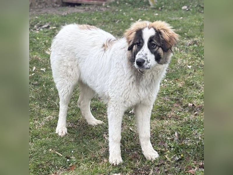 Lusi ein tolles Mädchen