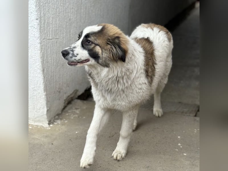 Lusi ein tolles Mädchen