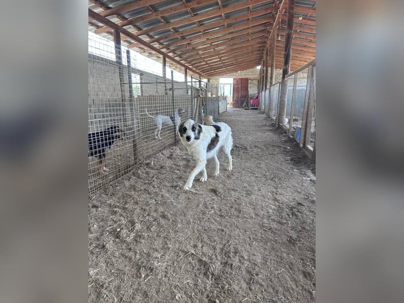 LEVI sucht ein Zuhause