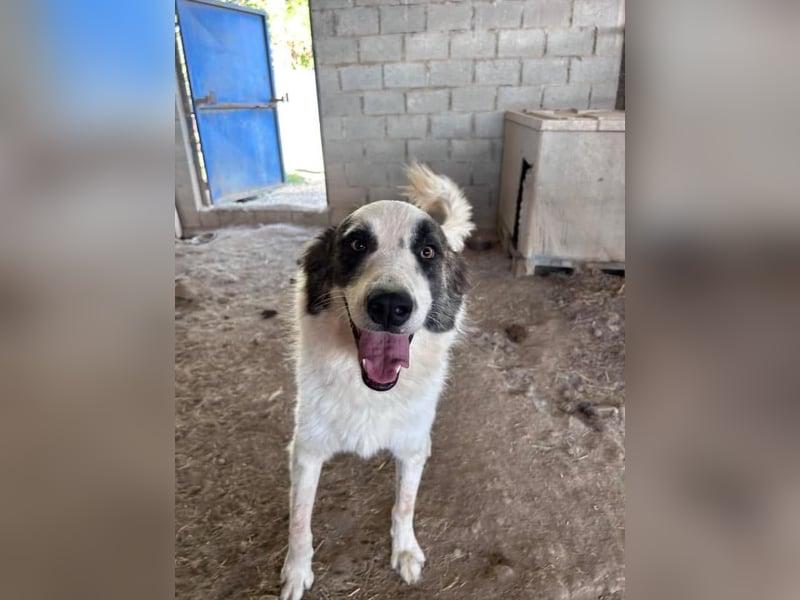 LEVI sucht ein Zuhause