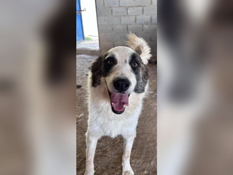 LEVI sucht ein Zuhause