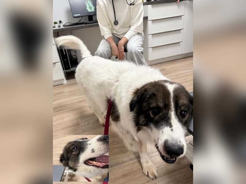 GUIDO - der brave Rüde sucht ein liebes Zuhause, eine Pflegestelle oder einen Hospizplatz...